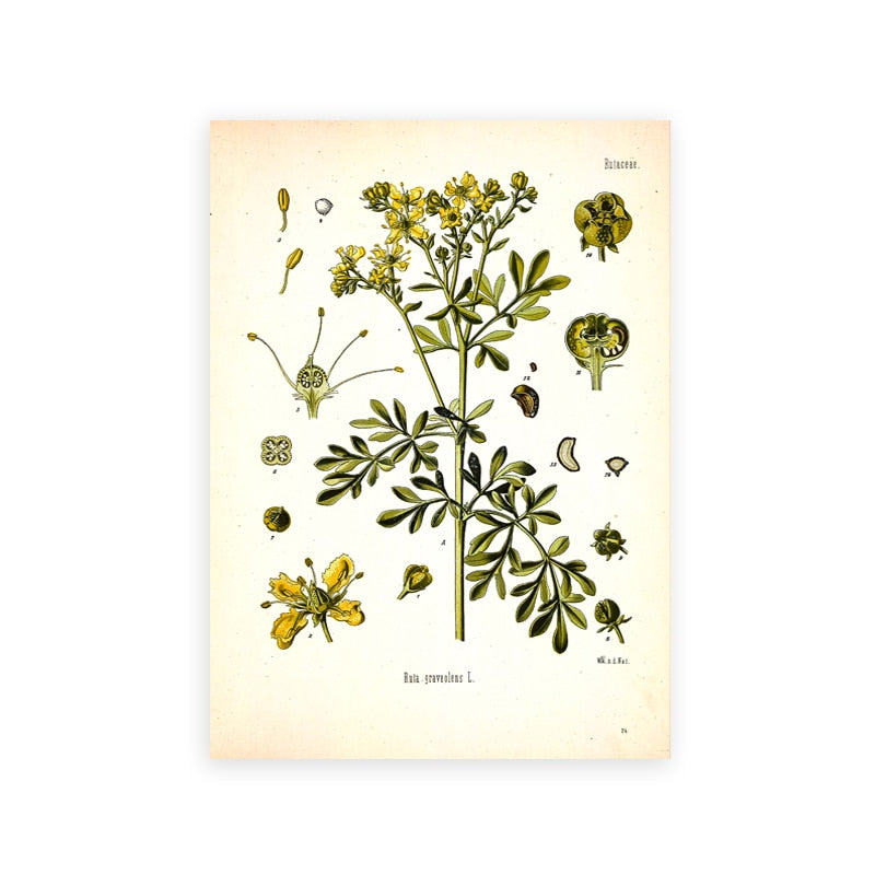 "Dahlia" Vintage Botanical Prints Canvas Collection