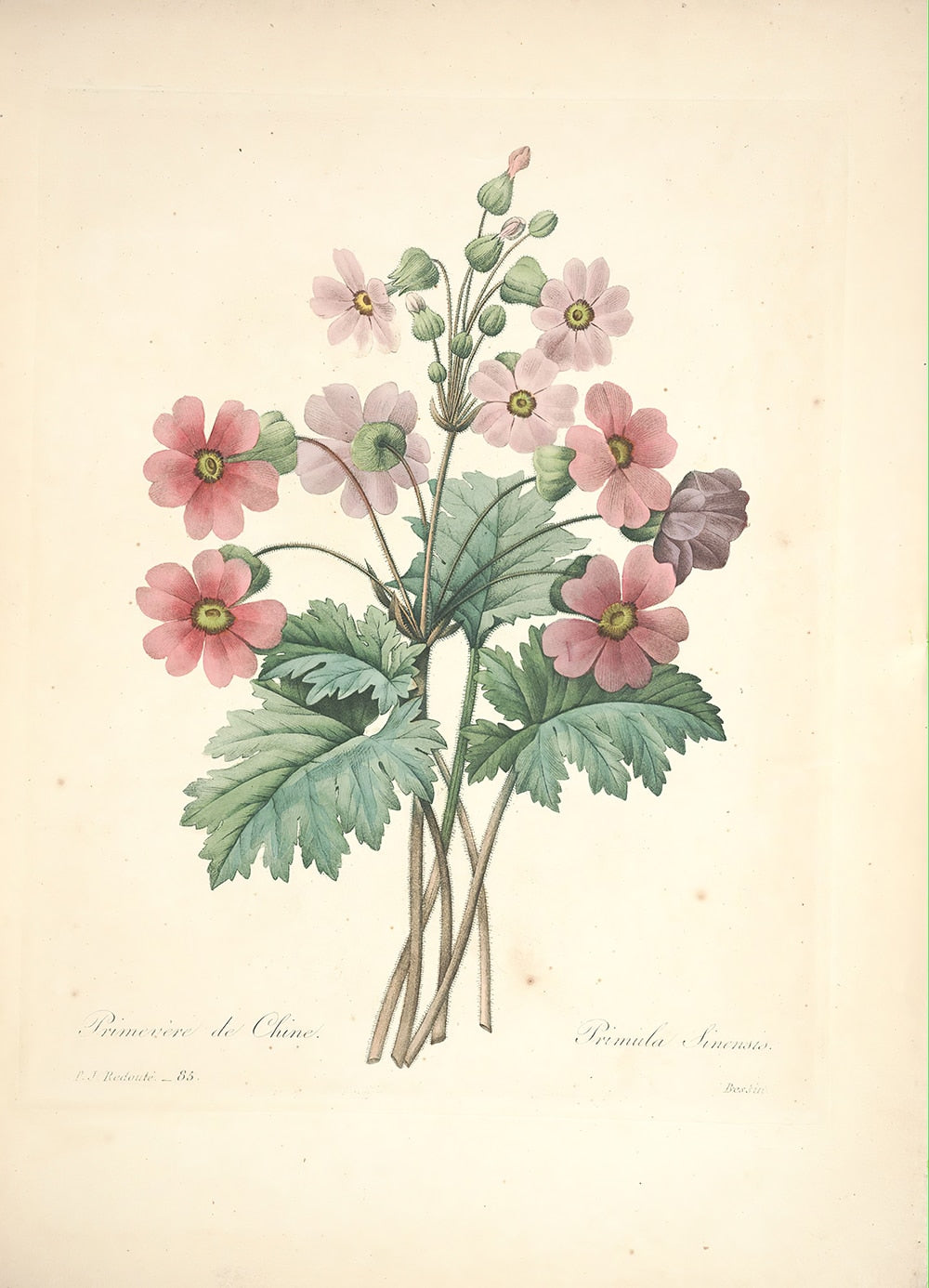 "Vuokko" Vintage Botanical Prints Canvas Collection