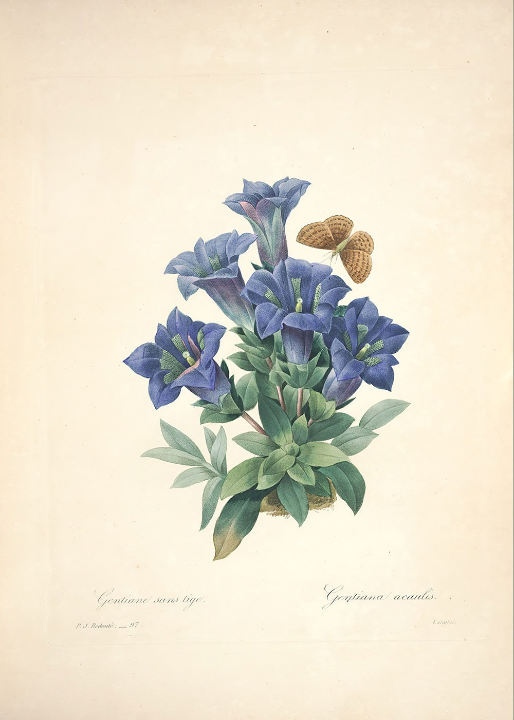 "Vuokko" Vintage Botanical Prints Canvas Collection