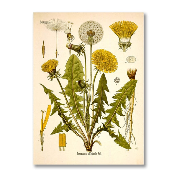 "Dahlia" Vintage Botanical Prints Canvas Collection