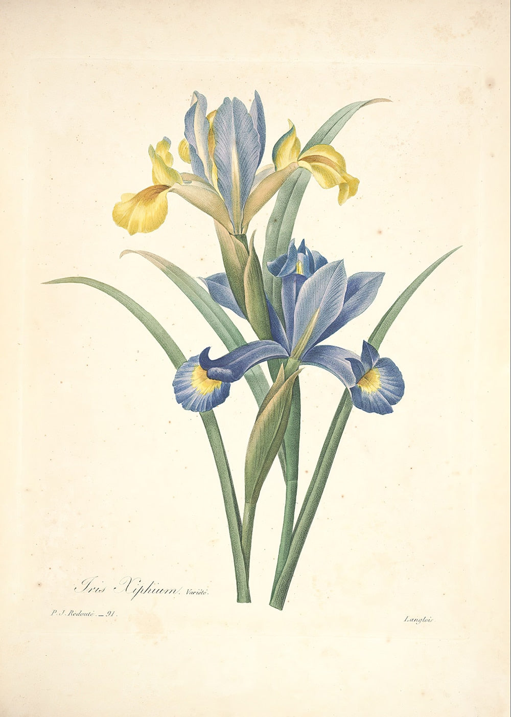 "Vuokko" Vintage Botanical Prints Canvas Collection