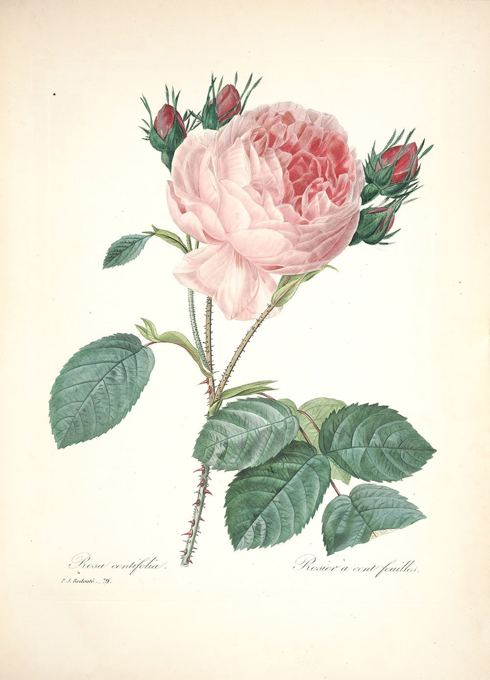 "Vuokko" Vintage Botanical Prints Canvas Collection