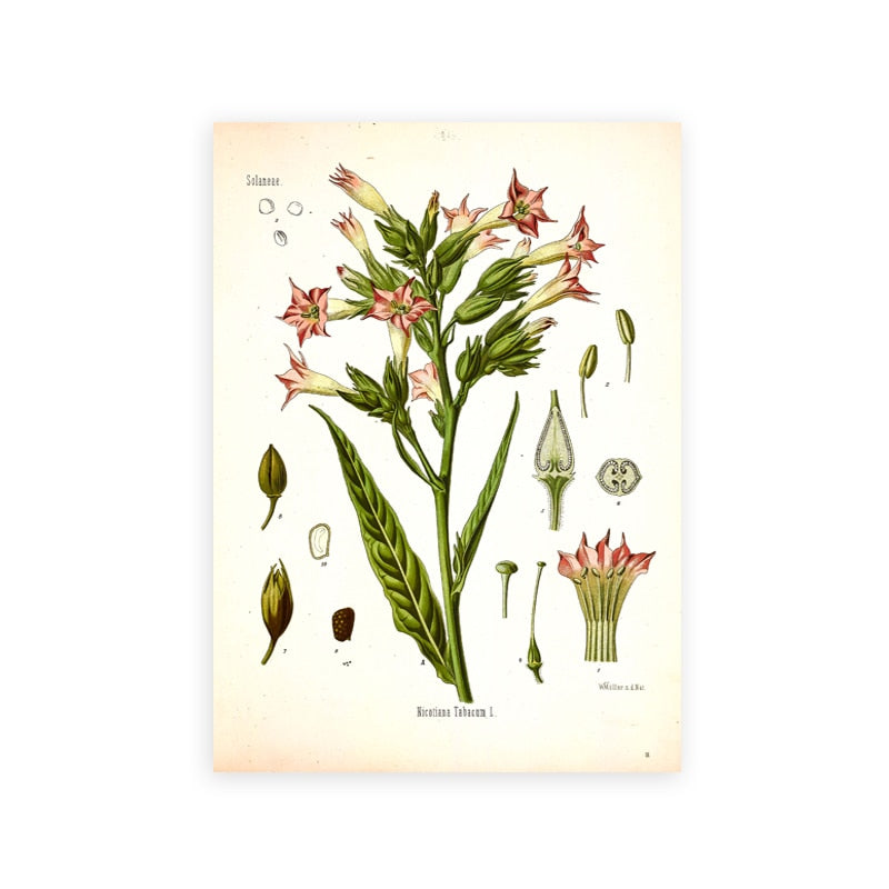 "Dahlia" Vintage Botanical Prints Canvas Collection