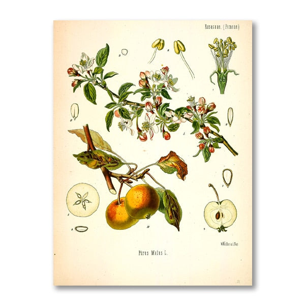"Dahlia" Vintage Botanical Prints Canvas Collection