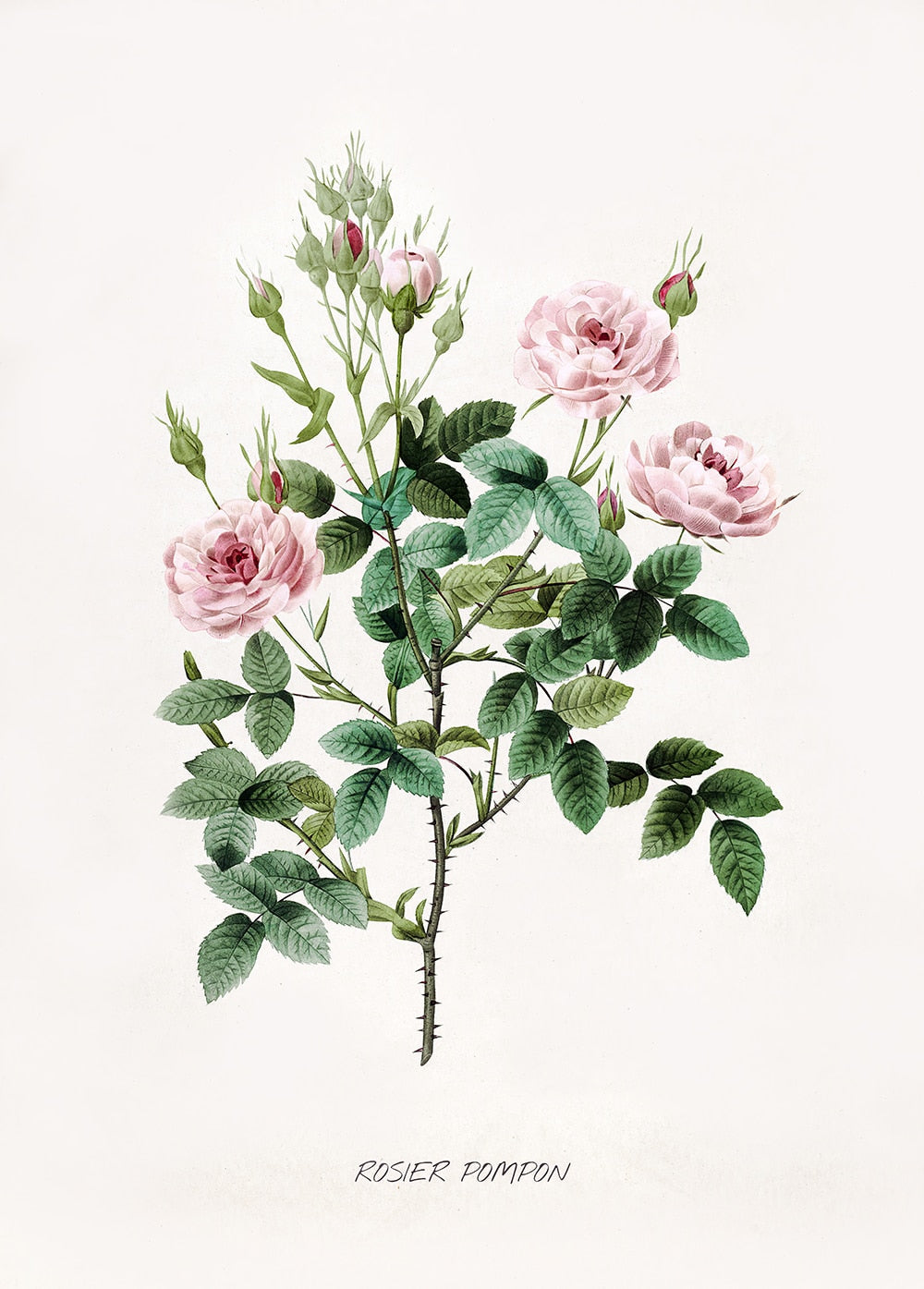 "Vuokko" Vintage Botanical Prints Canvas Collection