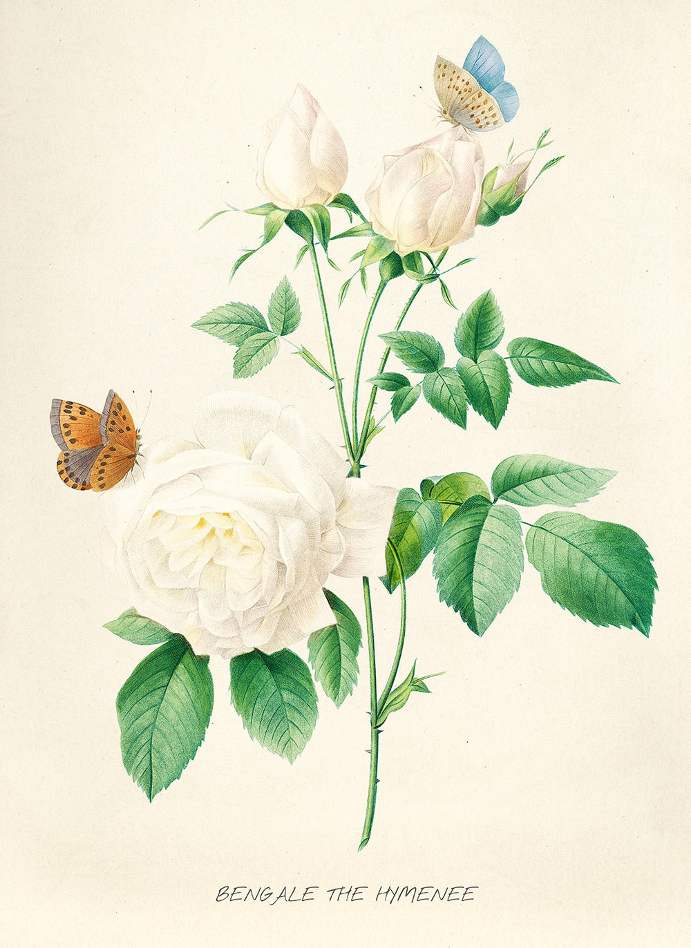 "Vuokko" Vintage Botanical Prints Canvas Collection