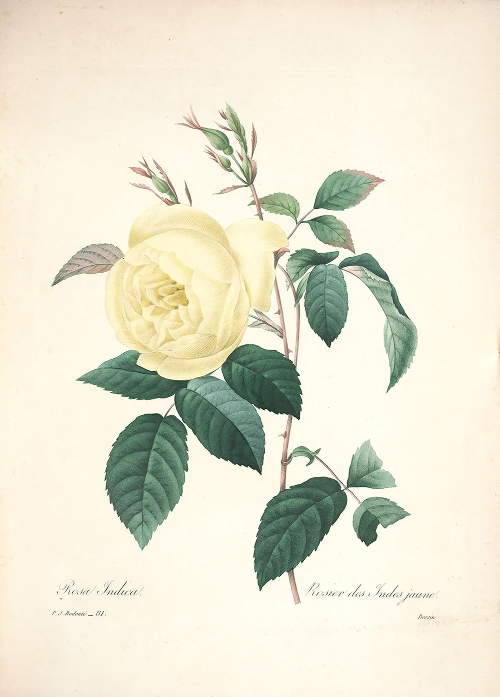 "Vuokko" Vintage Botanical Prints Canvas Collection