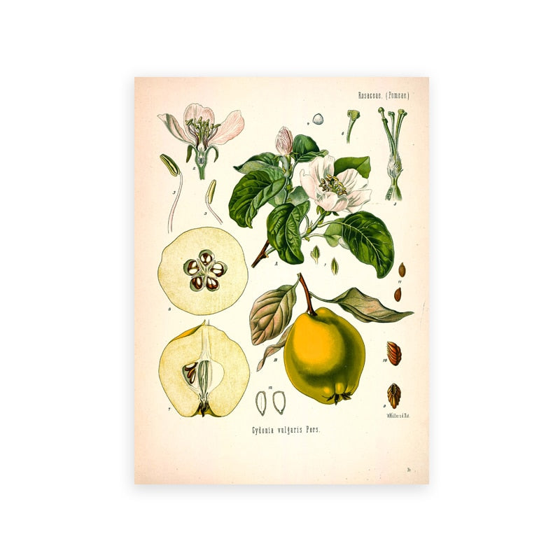 "Dahlia" Vintage Botanical Prints Canvas Collection