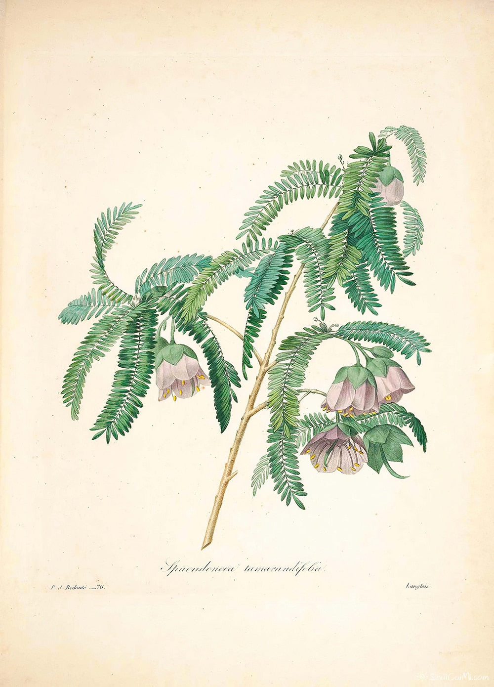 "Vuokko" Vintage Botanical Prints Canvas Collection