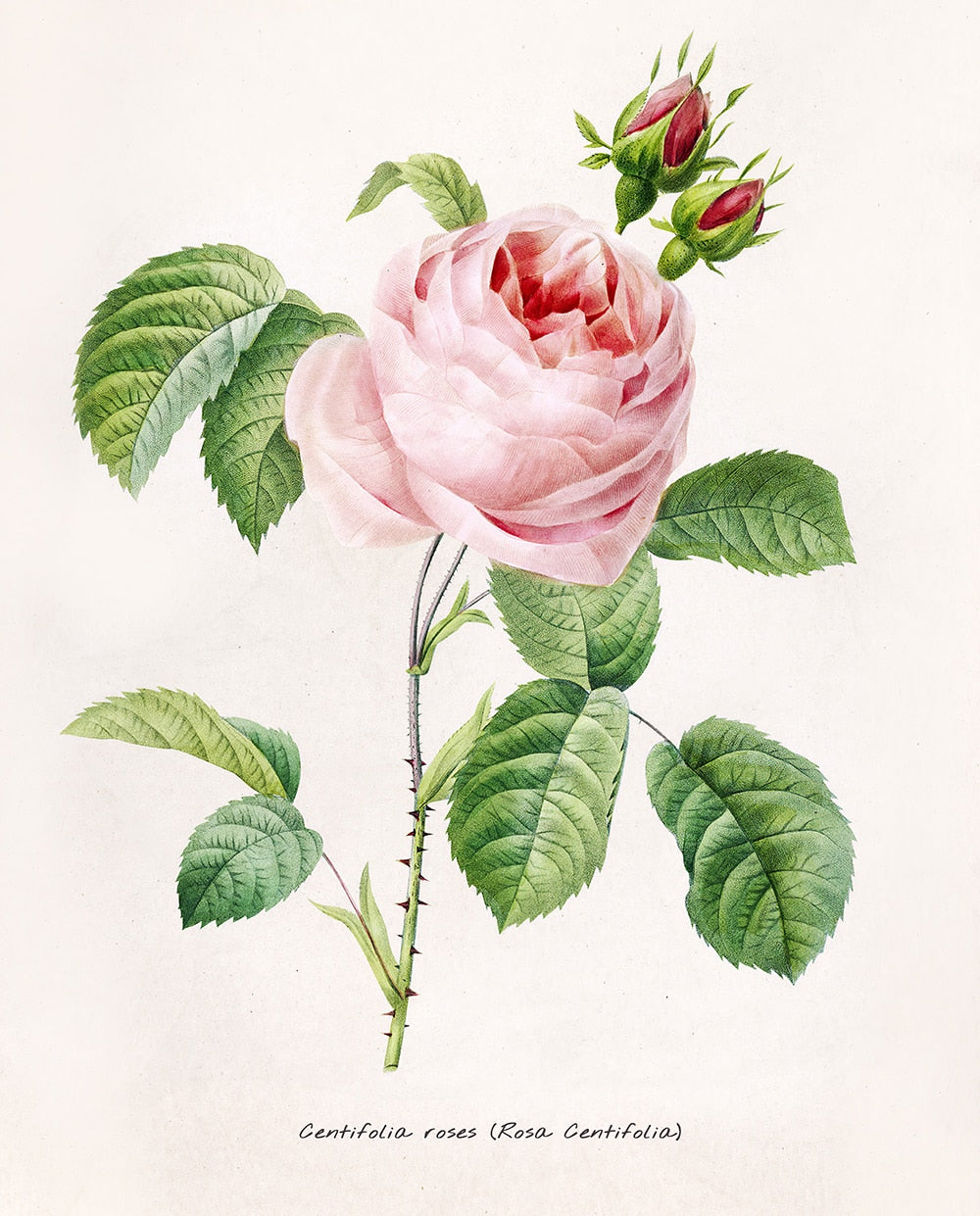 "Vuokko" Vintage Botanical Prints Canvas Collection