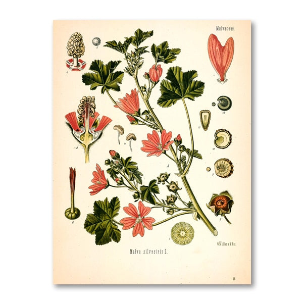 "Dahlia" Vintage Botanical Prints Canvas Collection