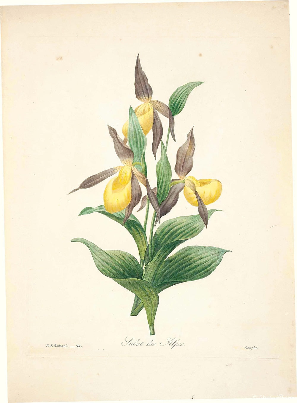 "Vuokko" Vintage Botanical Prints Canvas Collection