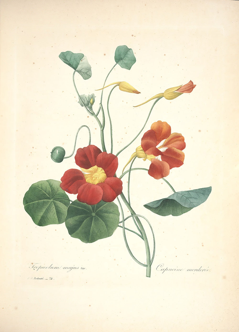"Vuokko" Vintage Botanical Prints Canvas Collection