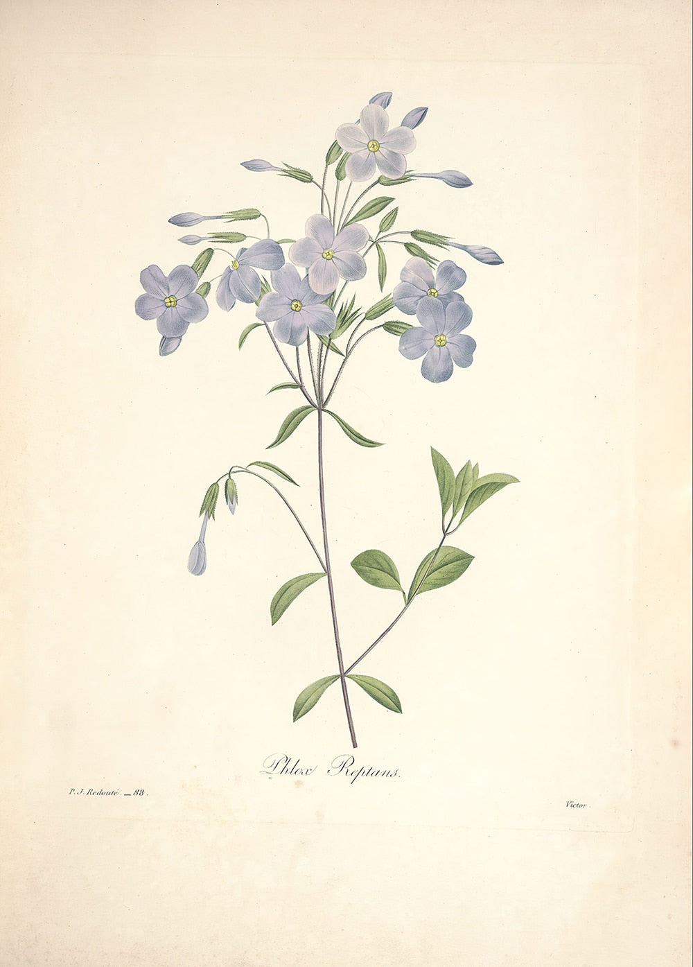 "Vuokko" Vintage Botanical Prints Canvas Collection