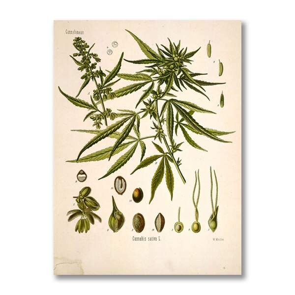 "Dahlia" Vintage Botanical Prints Canvas Collection