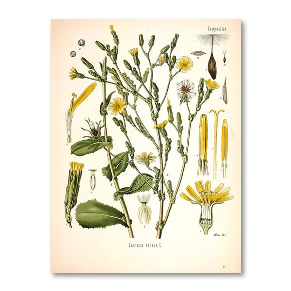 "Dahlia" Vintage Botanical Prints Canvas Collection