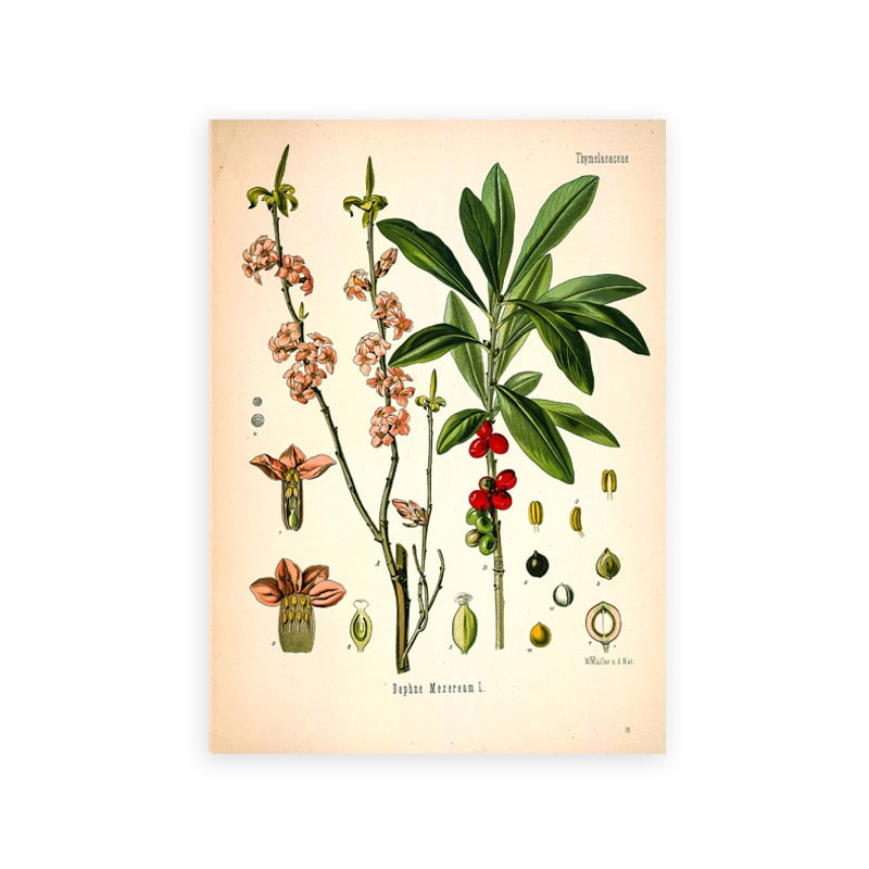 "Dahlia" Vintage Botanical Prints Canvas Collection