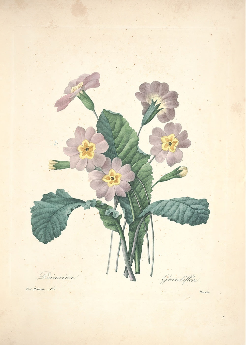 "Vuokko" Vintage Botanical Prints Canvas Collection
