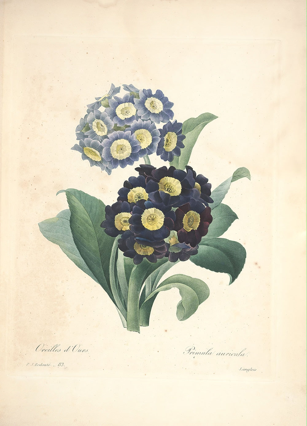 "Vuokko" Vintage Botanical Prints Canvas Collection