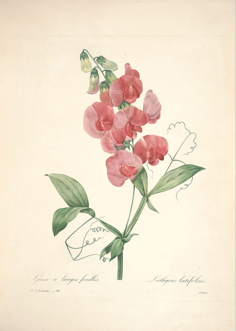 "Vuokko" Vintage Botanical Prints Canvas Collection