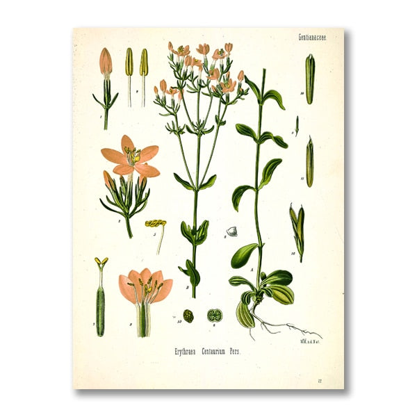"Dahlia" Vintage Botanical Prints Canvas Collection