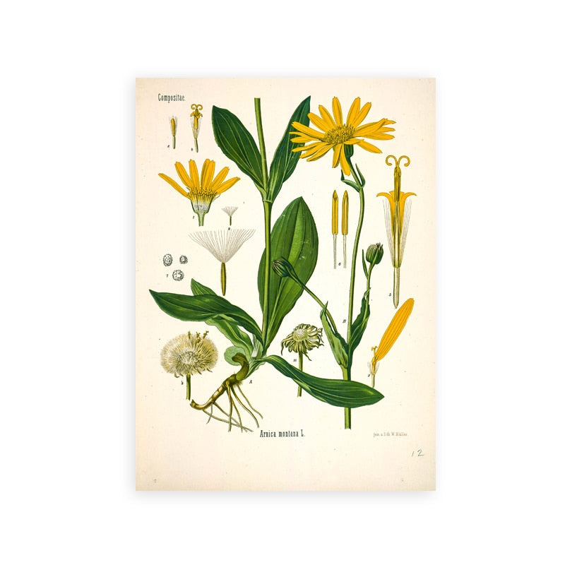 "Dahlia" Vintage Botanical Prints Canvas Collection