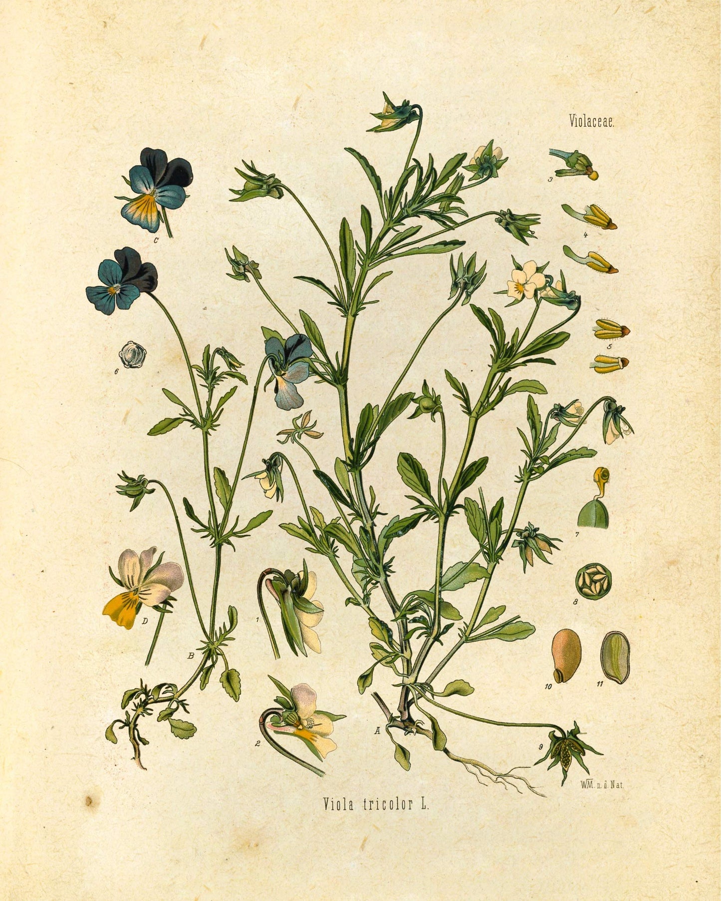 "Orvokki" Vintage Botanical Prints Canvas Collection