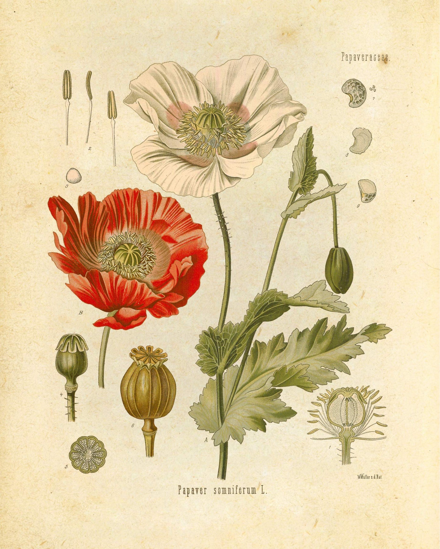 "Orvokki" Vintage Botanical Prints Canvas Collection