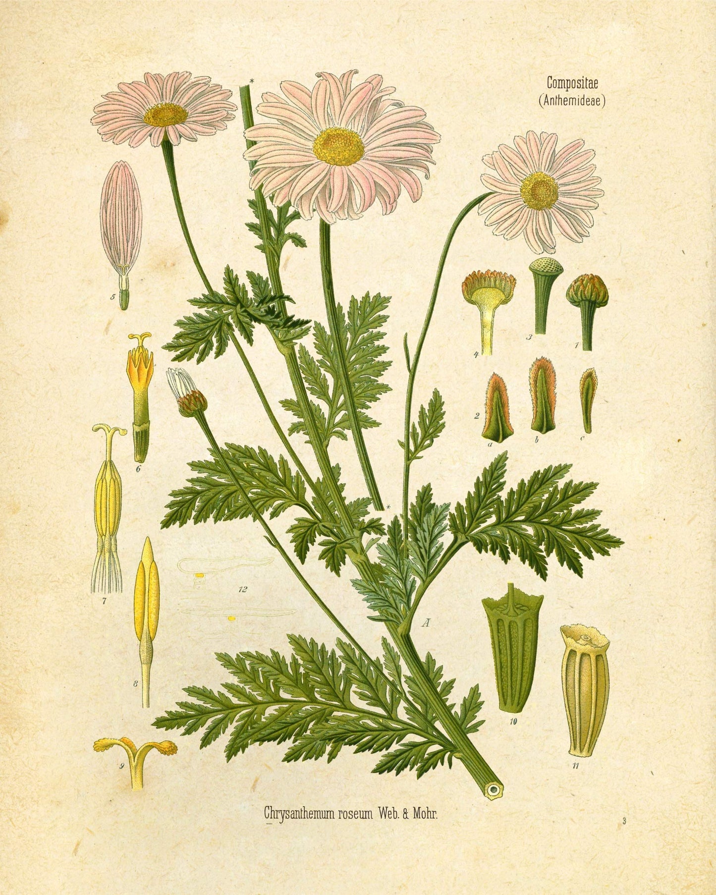 "Orvokki" Vintage Botanical Prints Canvas Collection