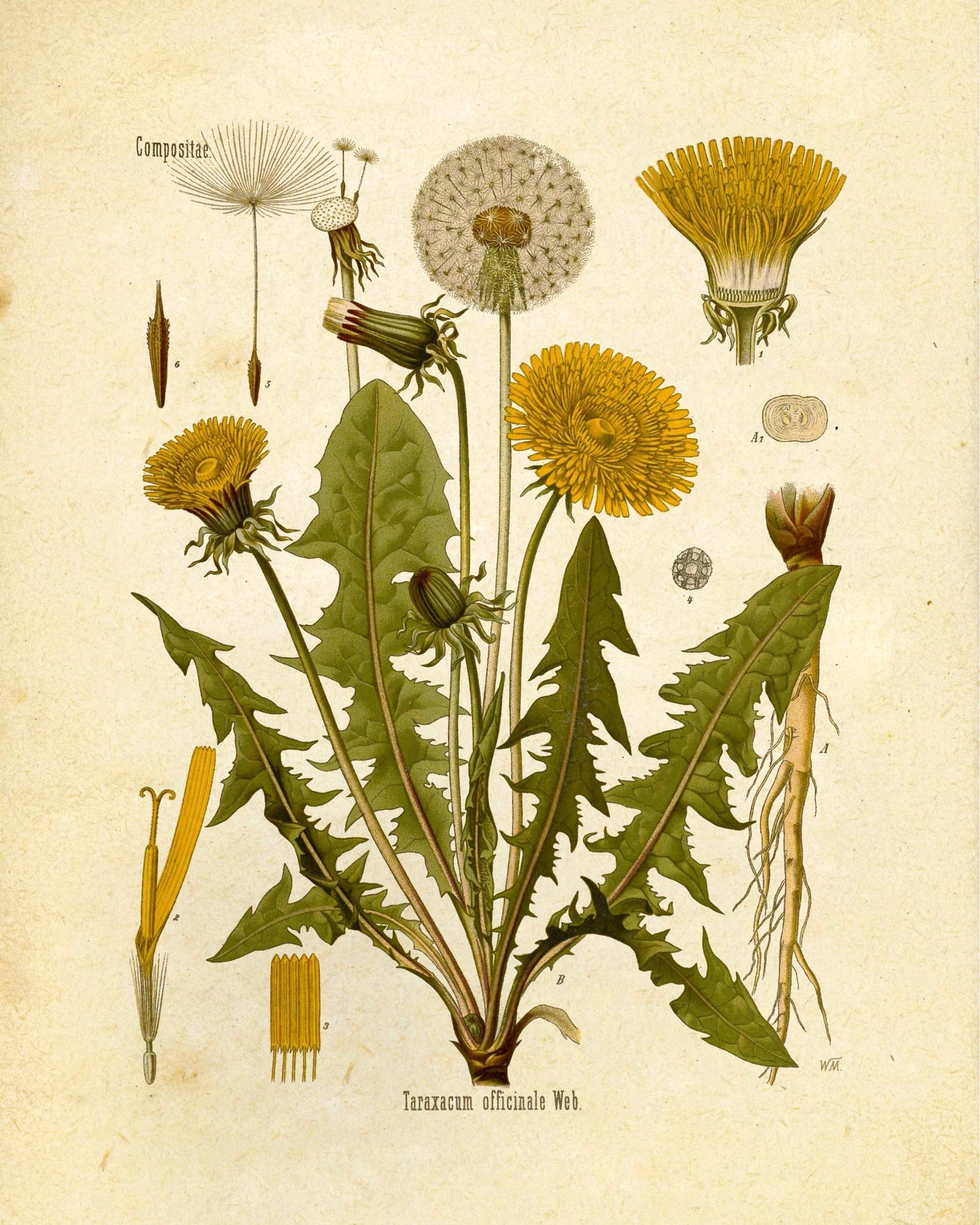 "Orvokki" Vintage Botanical Prints Canvas Collection