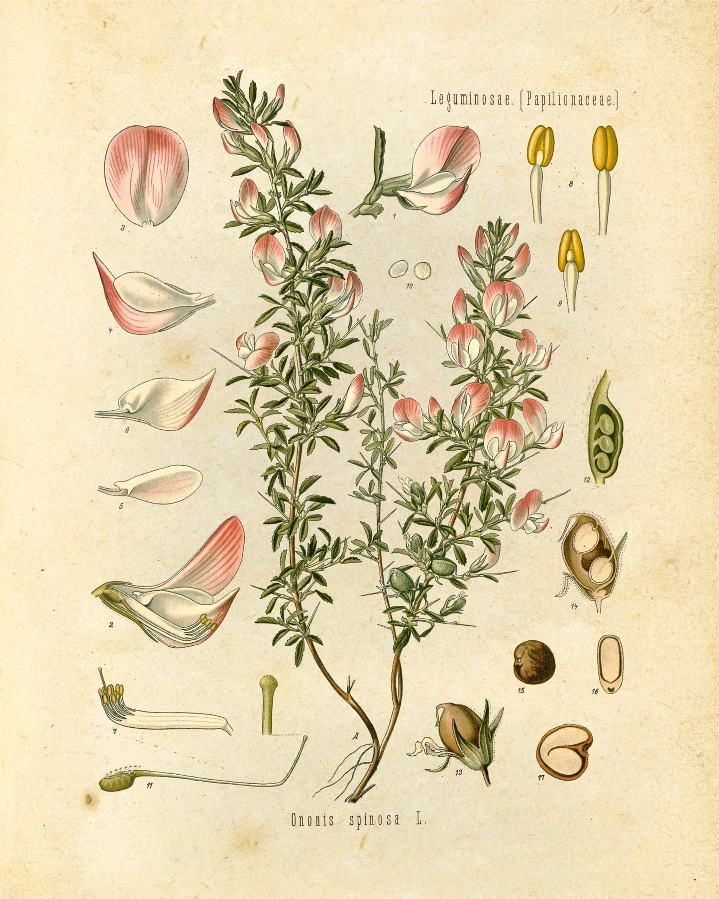 "Orvokki" Vintage Botanical Prints Canvas Collection