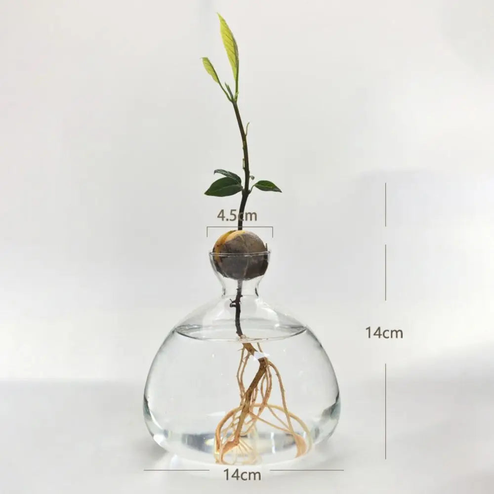 Hydroponic Avocado Starter Kit - Gift-ready - A - Vase