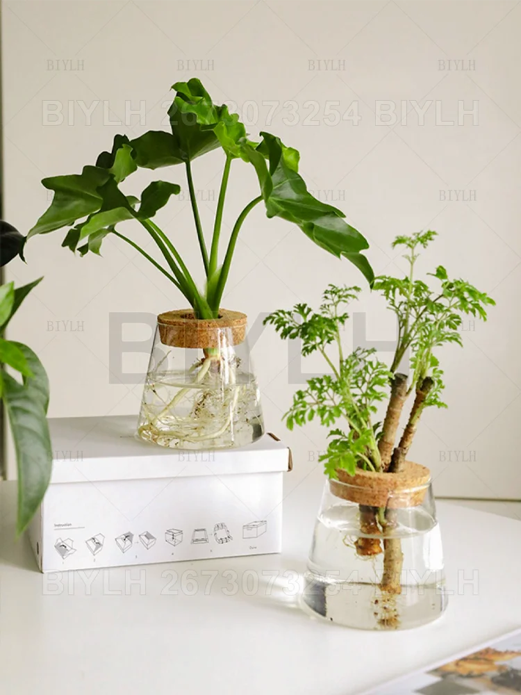 Hydroponic Glass Flower Pots - Set of 2 - Vase