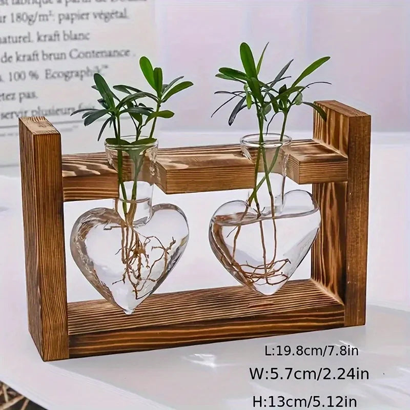 Heart-shaped glass vases with visible roots in a rustic wooden frame holding green spiral pine plants for home decor