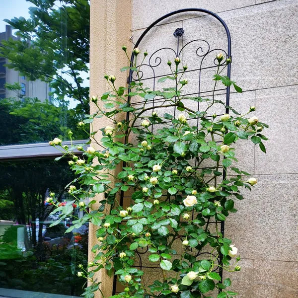 Sleek Black Plant Trellis