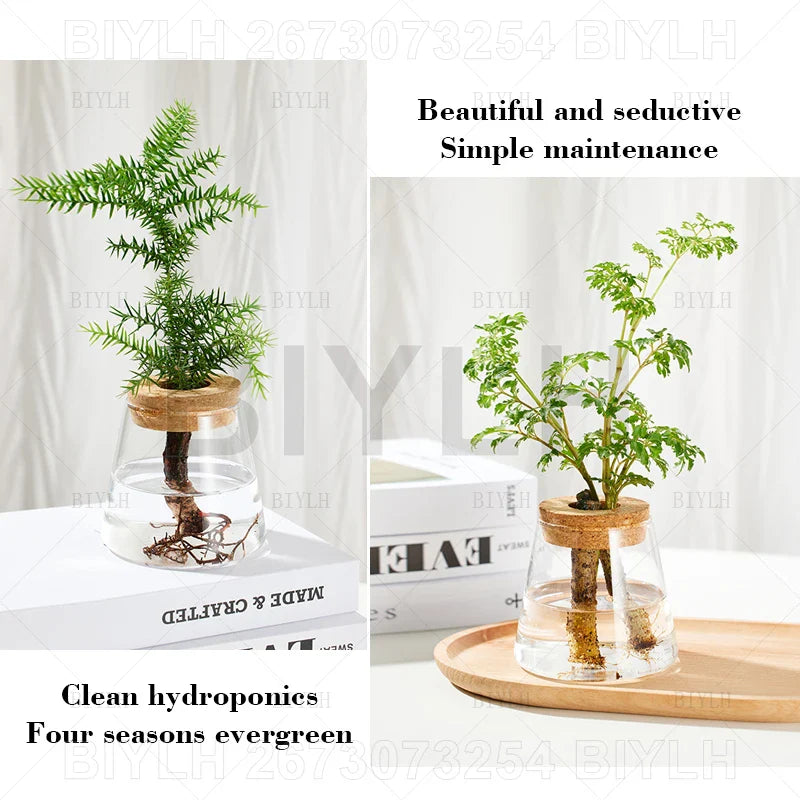 Clear glass hydroponic vase with natural wood lid holding an evergreen plant for home decoration and gardening