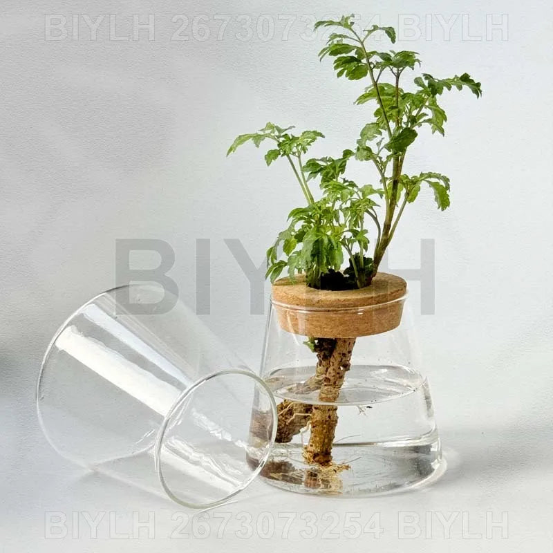 Clear glass hydroponic plant pot with cork lid and green leafy plant for home decoration with base tray
