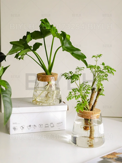 Clear glass hydroponic plant pots with cork lids holding green leafy plants for home decoration with base tray