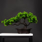 27cm Green Artificial Pine Bonsai