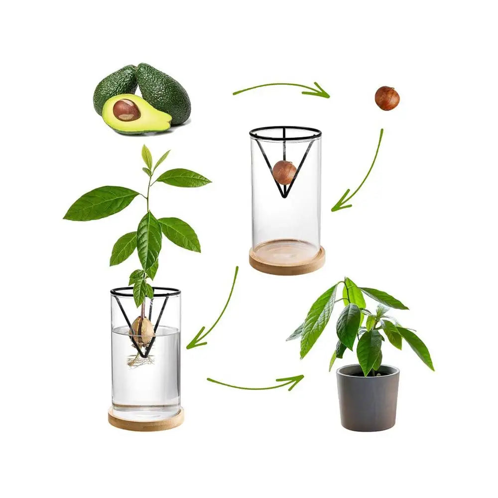 3-Piece Clear Glass Hydroponic Avocado Planting Set - Vase
