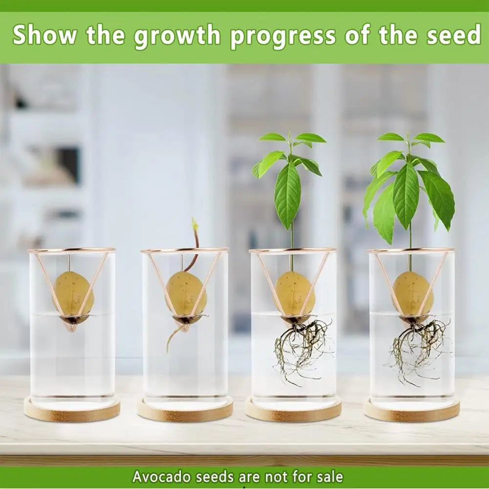 3-Piece Clear Glass Hydroponic Avocado Planting Set