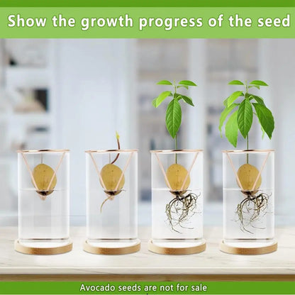 3-Piece Clear Glass Hydroponic Avocado Planting Set - Vase