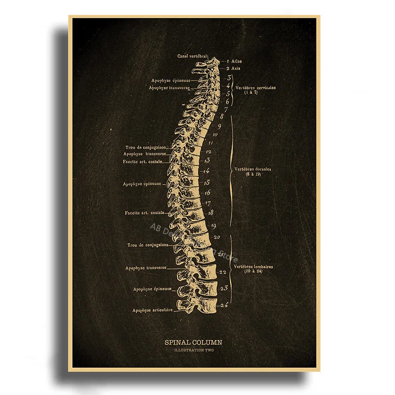 Anatomical Skeleton Kraft Paper Poster