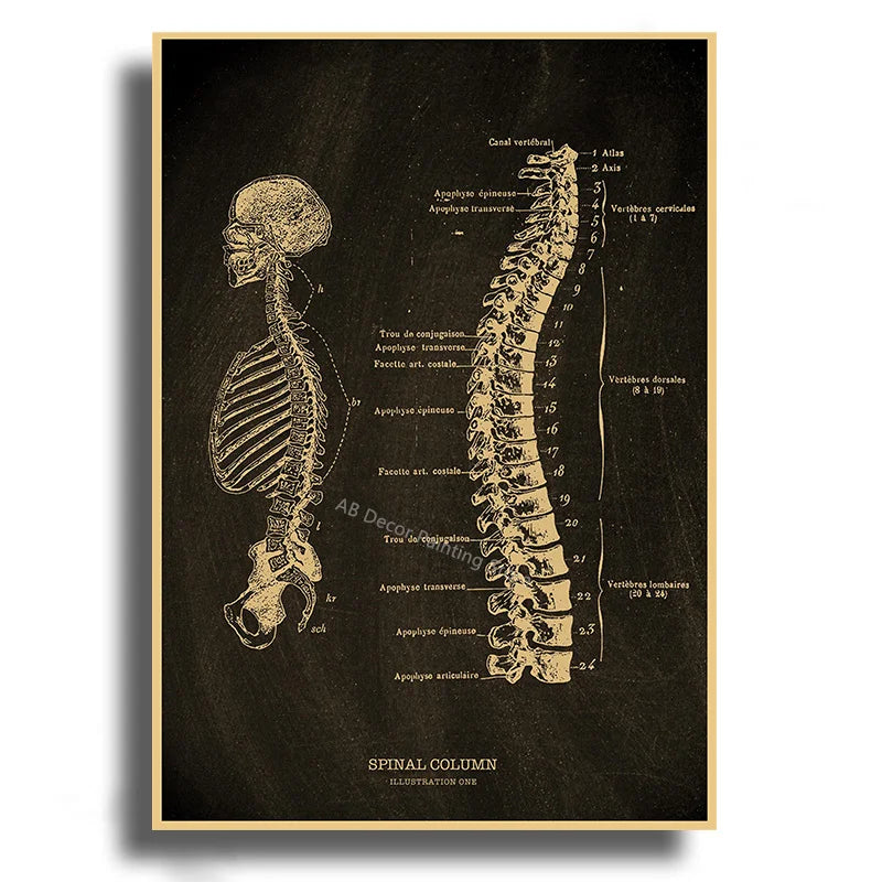 Anatomical Skeleton Kraft Paper Poster