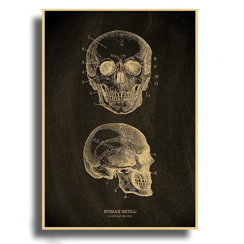 Anatomical Skeleton Kraft Paper Poster