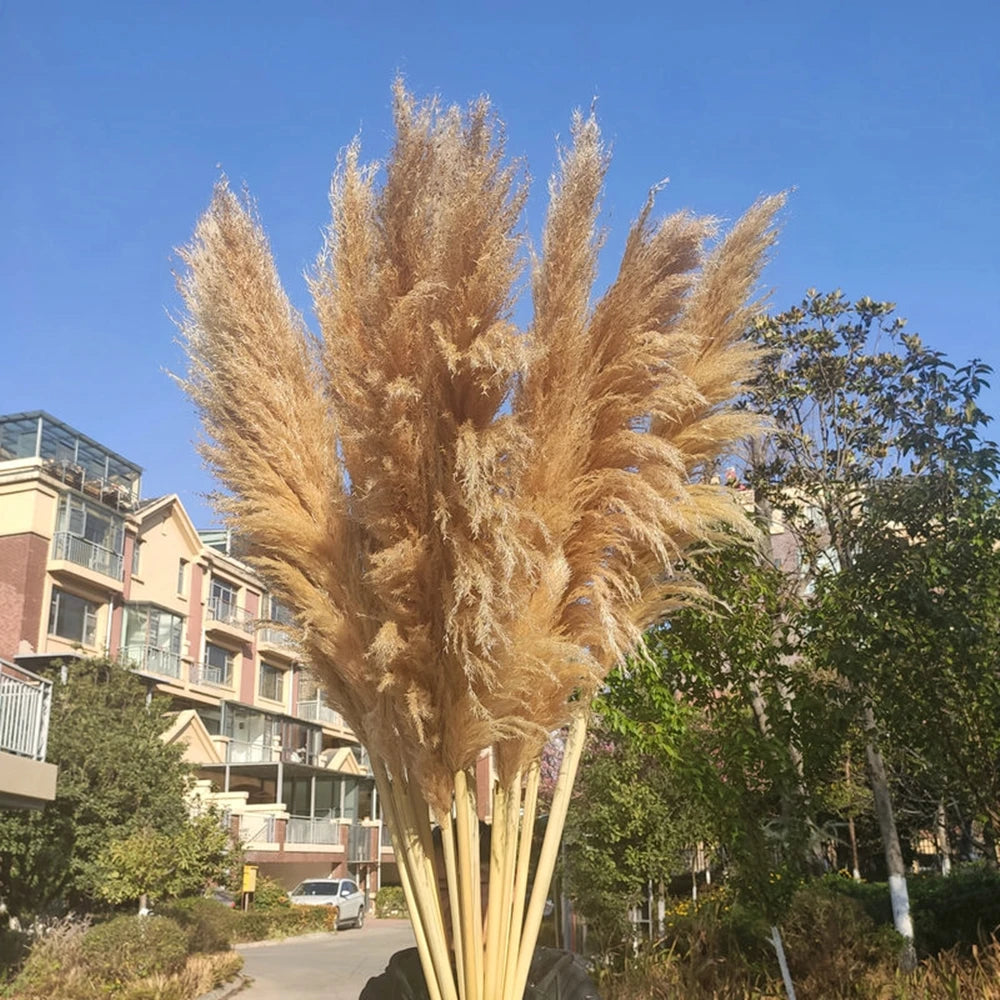 Extra Large Natural Pampas Grass Bouquet