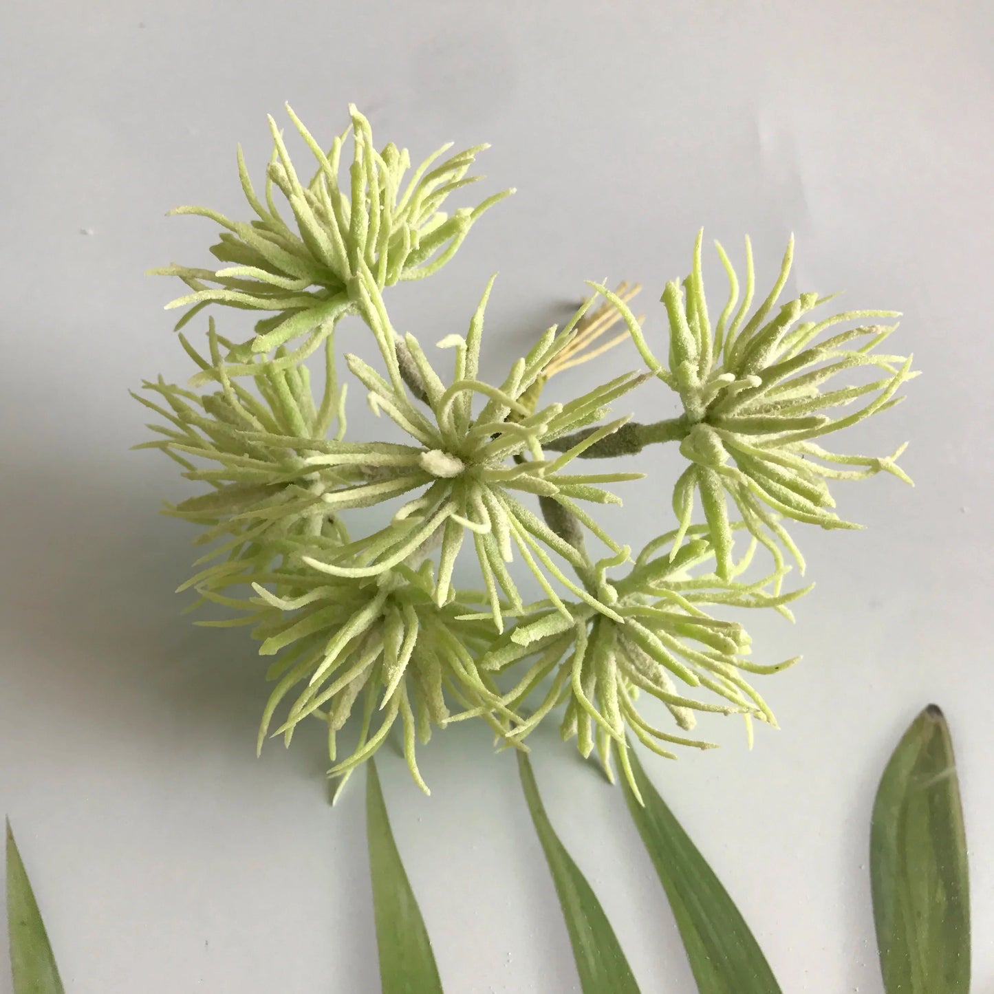 Paquete de estambres de bayas verdes DecorBites™ para decoración navideña y envoltorio de regalos DIY