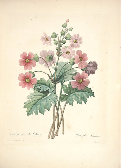 "Vuokko" Vintage Botanical Prints Canvas Collection