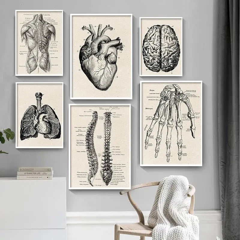 Anatomy Art Print - Vintage Medical Poster