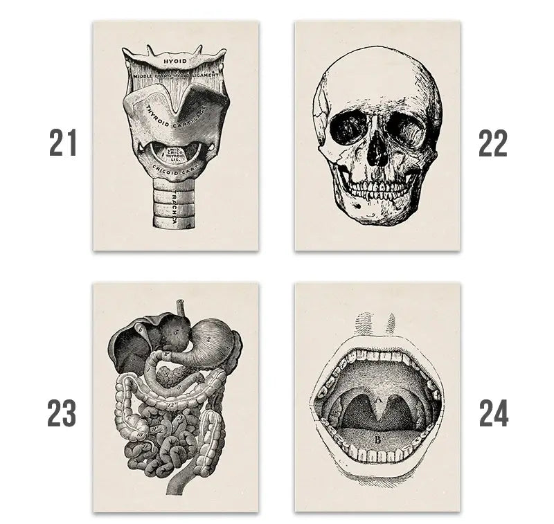 Anatomy Art Print - Vintage Medical Poster